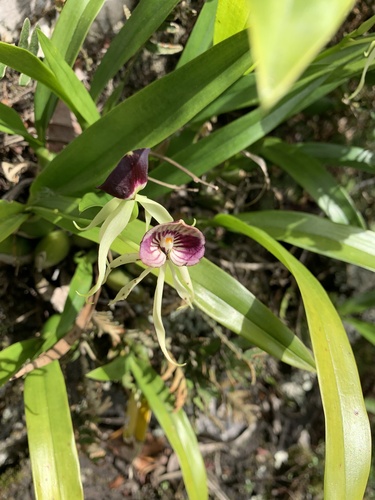 Prosthechea cochleata
