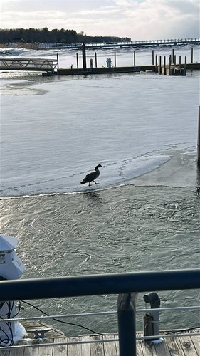 iNaturalist observation 2026-03-01