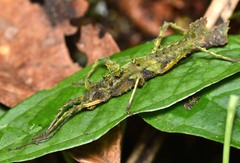 Acanthoclonia nevadoense