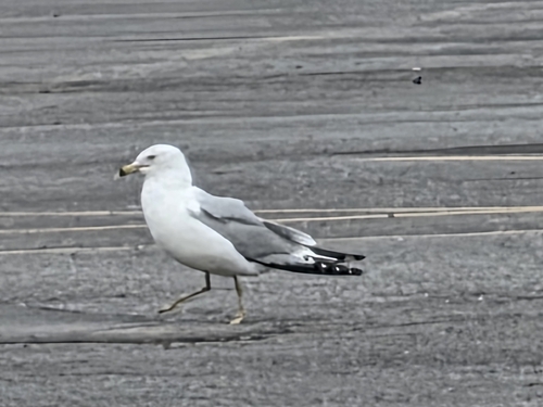 Ring-billed Gull photographed in West Virginia