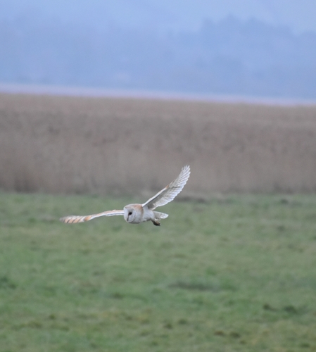 Western Barn Owl observed by nikhilrr
