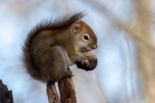 American Red Squirrel observed by mcanlic