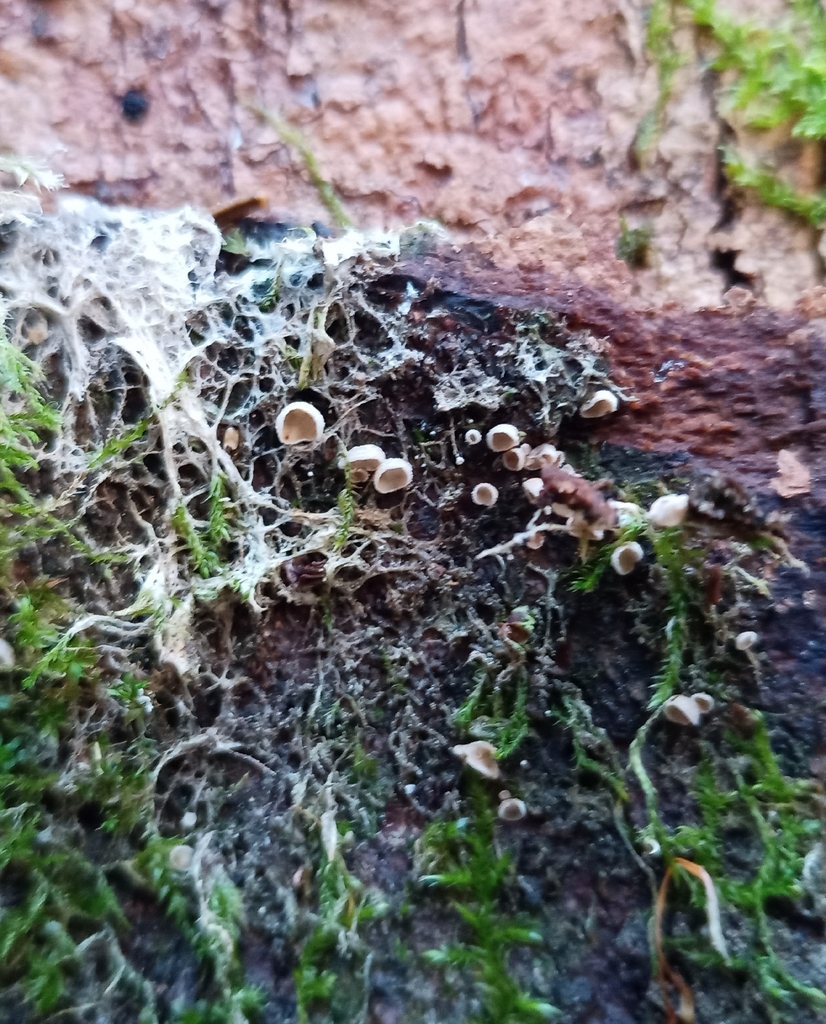 Chromocyphella muscicola · February 2026 · photo: © jolinarm (iNaturalist, cc-by)