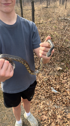 Western Ratsnake observed by liambaileywsbb