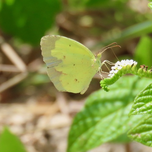 Boisduval's Yellow (Eurema boisduvaliana)