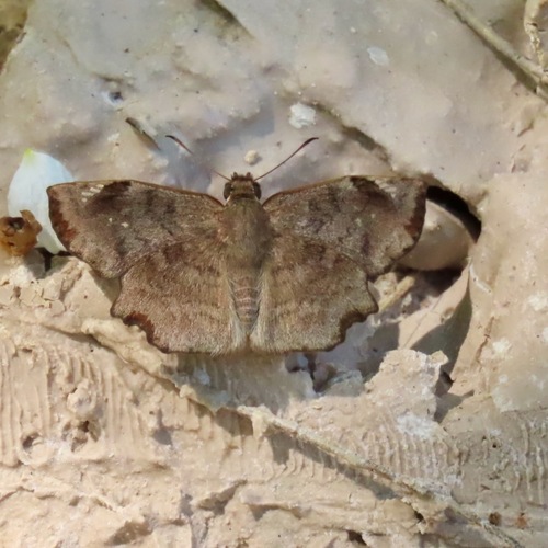 Common Spurwing (Antigonus erosus)