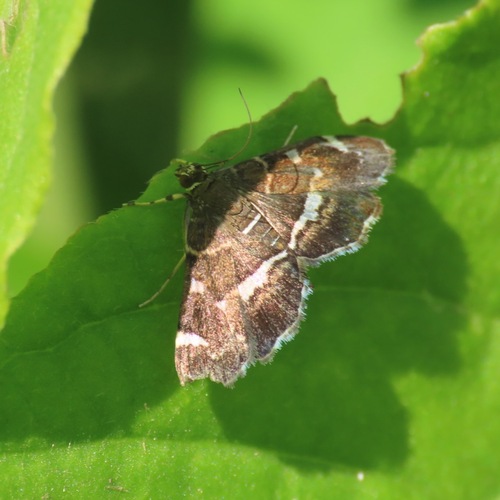 Spotted Beet Webworm Moth (Hymenia perspectalis)