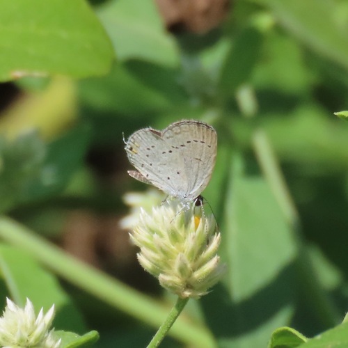 Eastern Tailed-Blue (Cupido comyntas)