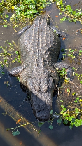 American Alligator observed by valentinar1