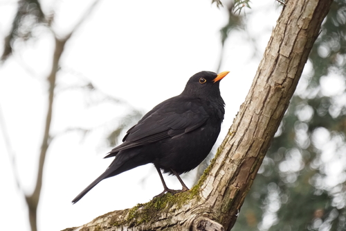 Common Blackbird