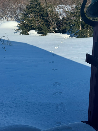 Snowshoe Hare observed by crobsauce