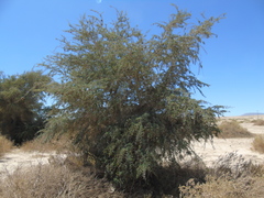 Prosopis tamarugo