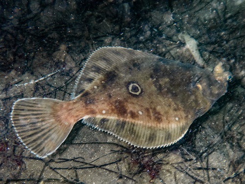 Hornyhead turbot (Pleuronichthys verticalis) — Pleuronectidae