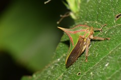 Umbonia spinosa