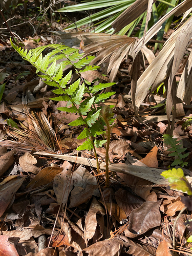 Dryopteris ludoviciana, 2026-03-01