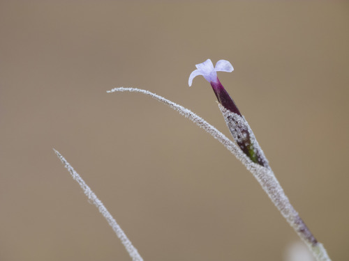 Tillandsia recurvata