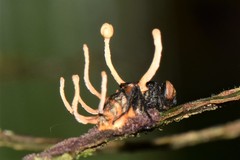 Ophiocordyceps dipterigena