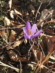 Crocus neapolitanus