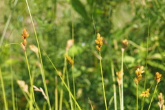 Carex scoparia image