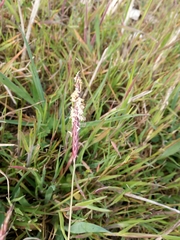 Alopecurus myosuroides