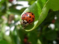 Harmonia axyridis