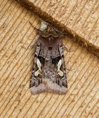 Cerastis enigmatica