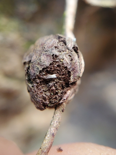 Unknown species found near Walland, TN 37886, USA