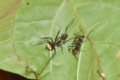 Dendromyrmex