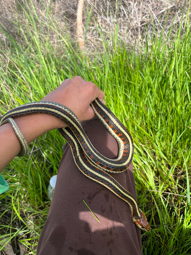 California Red-sided Garter Snake observed by snakeyherper