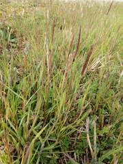 Alopecurus myosuroides