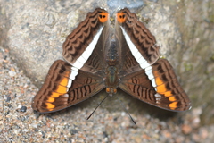 Adelpha corcyra collina