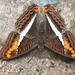 Adelpha corcyra collina - Photo (c) Robby Deans,  זכויות יוצרים חלקיות (CC BY-NC), הועלה על ידי Robby Deans