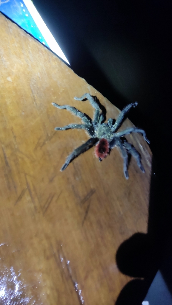 Peruvian Red Rump Peruvian Red-rump Tarantula in February 2026 by Wildlife Tours Peru ...
