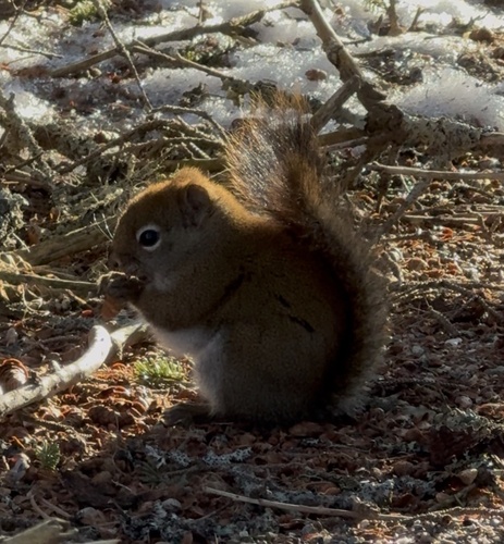American Red Squirrel observed by govegan65