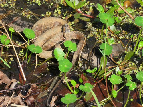 Banded Watersnake observed by rosemaryglos