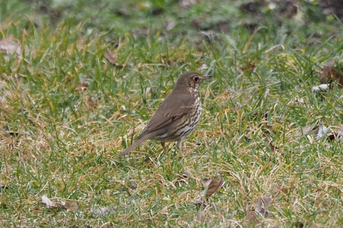 Song Thrush