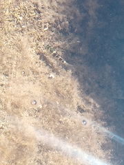 Abudefduf concolor