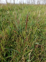 Alopecurus myosuroides