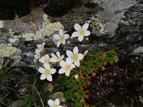 Saxifraga vayredana, photograph 2