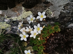 Saxifraga vayredana, photograph author not stated, no rights reserved