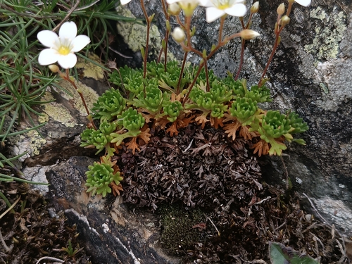Saxifraga vayredana, photograph 3
