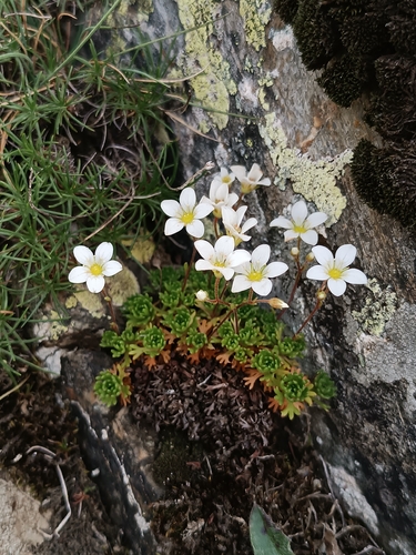 Saxifraga vayredana, photograph 4