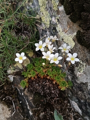 Saxifraga vayredana, photograph author not stated, no rights reserved