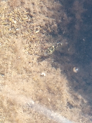Abudefduf concolor