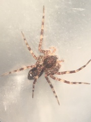 Dolomedes albineus