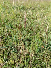 Alopecurus myosuroides