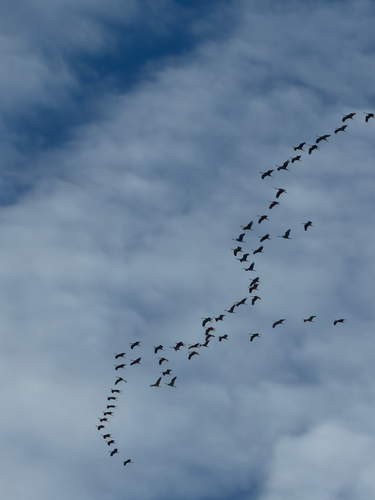 Sandhill Crane observed by casthecreature
