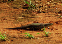 Trachylepis brevicollis