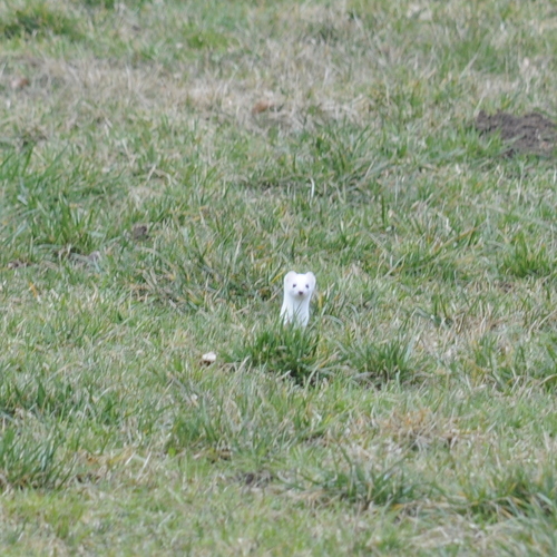 Hermelin observed by weizel