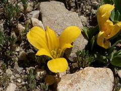 Alstroemeria pygmaea